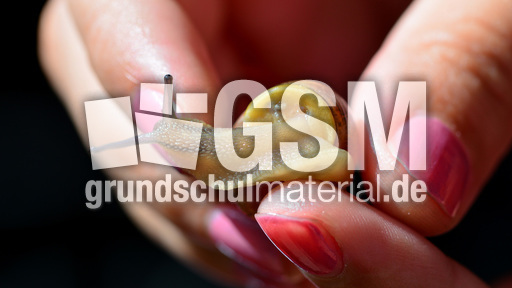 Bänderschnecke (13).jpg